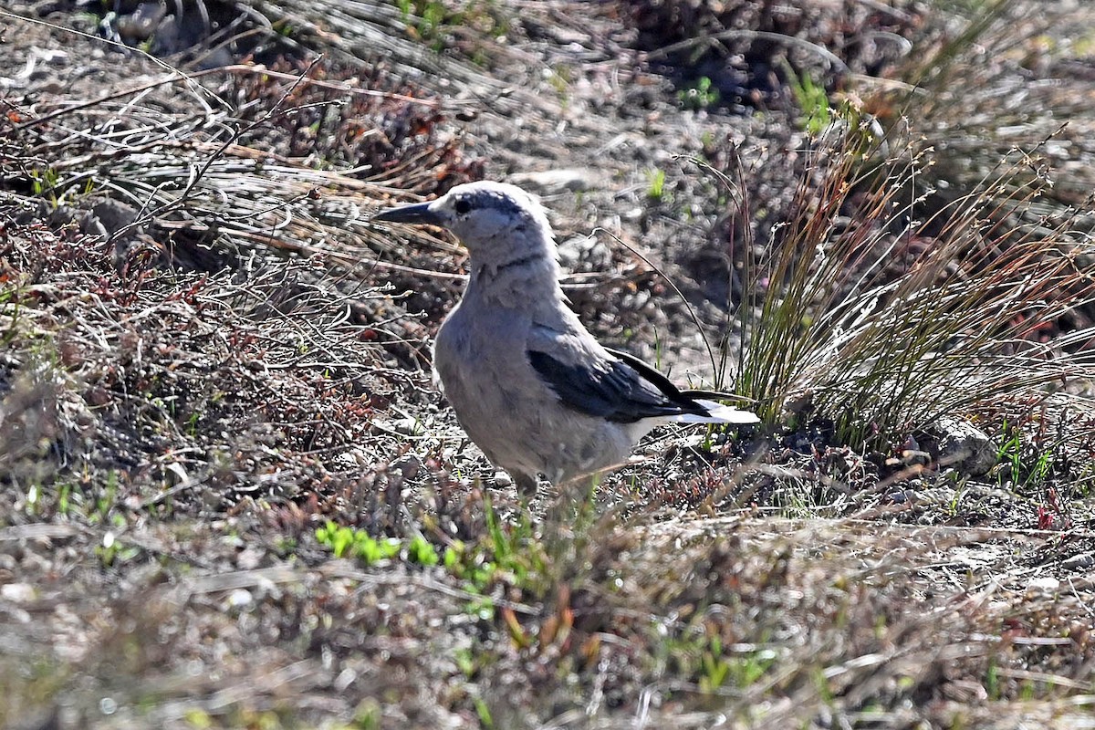 Clark's Nutcracker - ML638486353