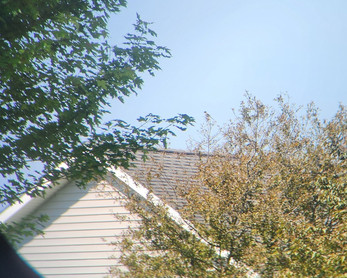 ťuhýk americký - ML638486370