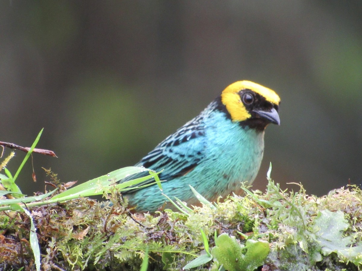 Saffron-crowned Tanager - ML638486381