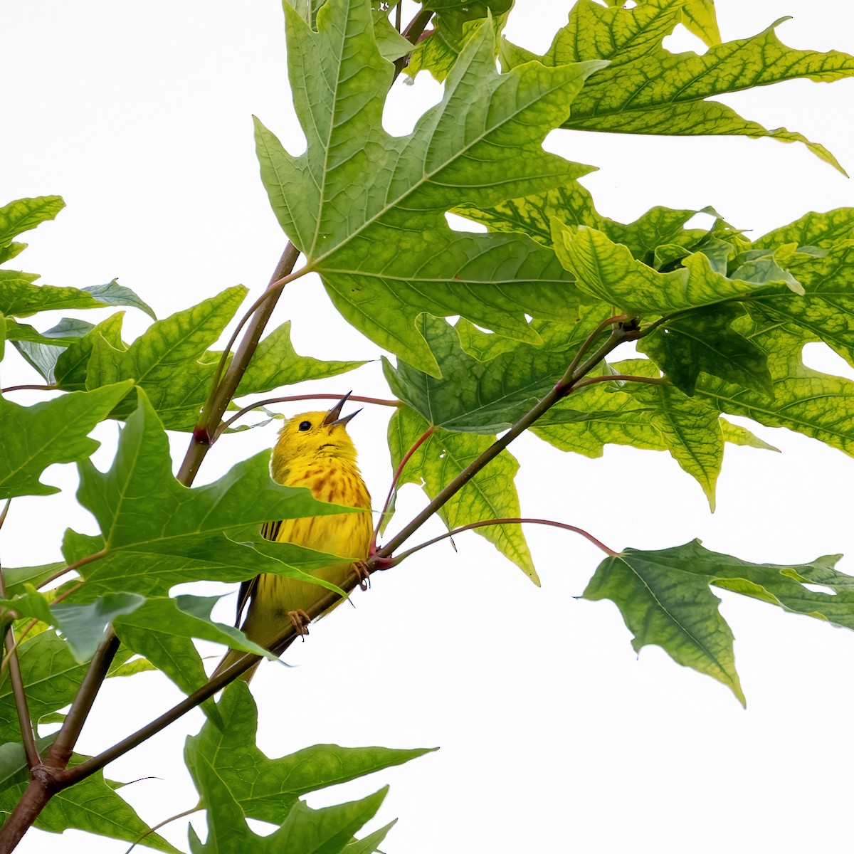 Yellow Warbler - ML638486385