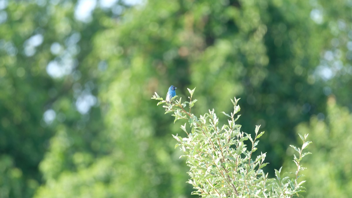 Indigo Bunting - ML638486407