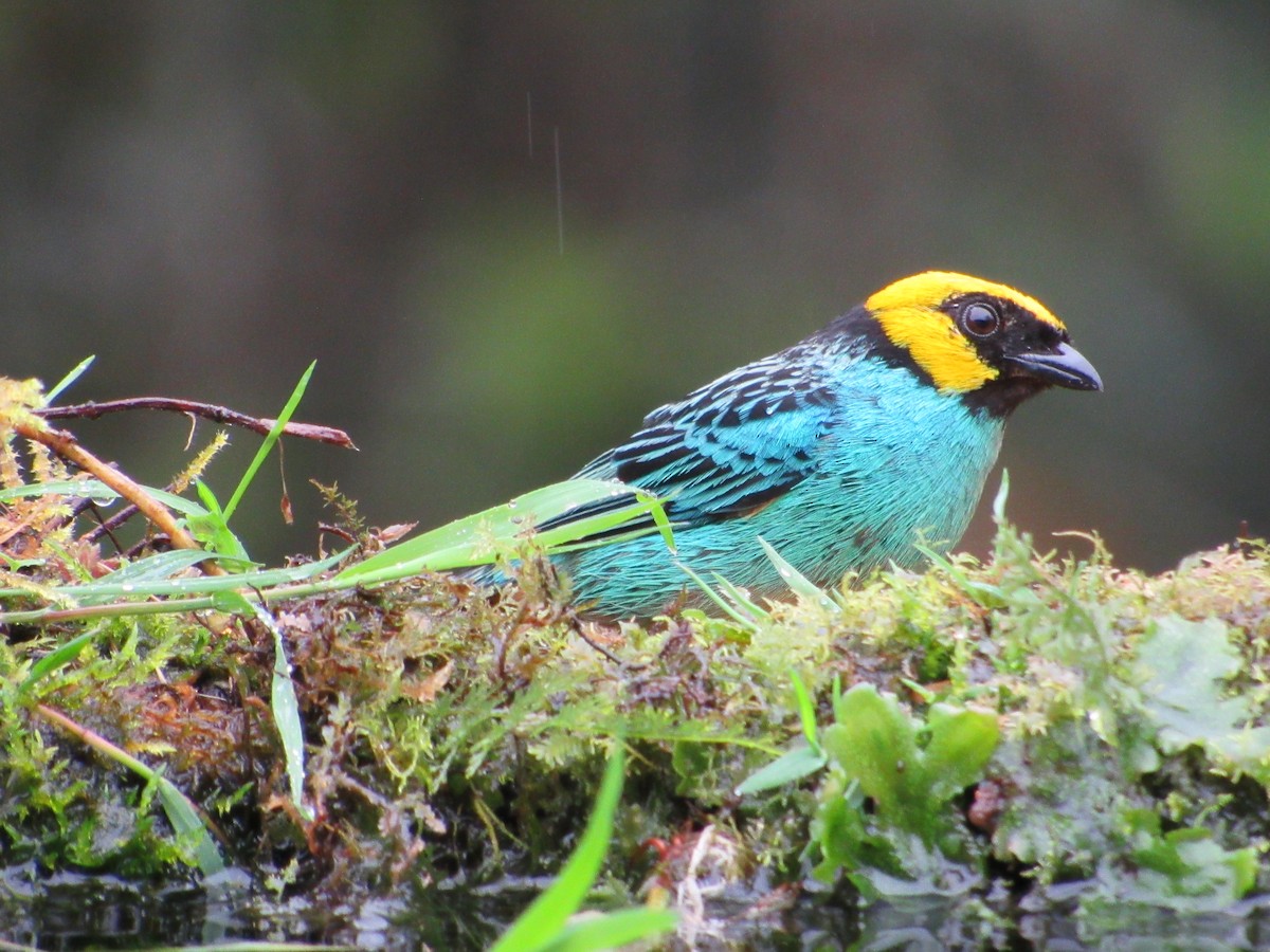 Saffron-crowned Tanager - ML638486412