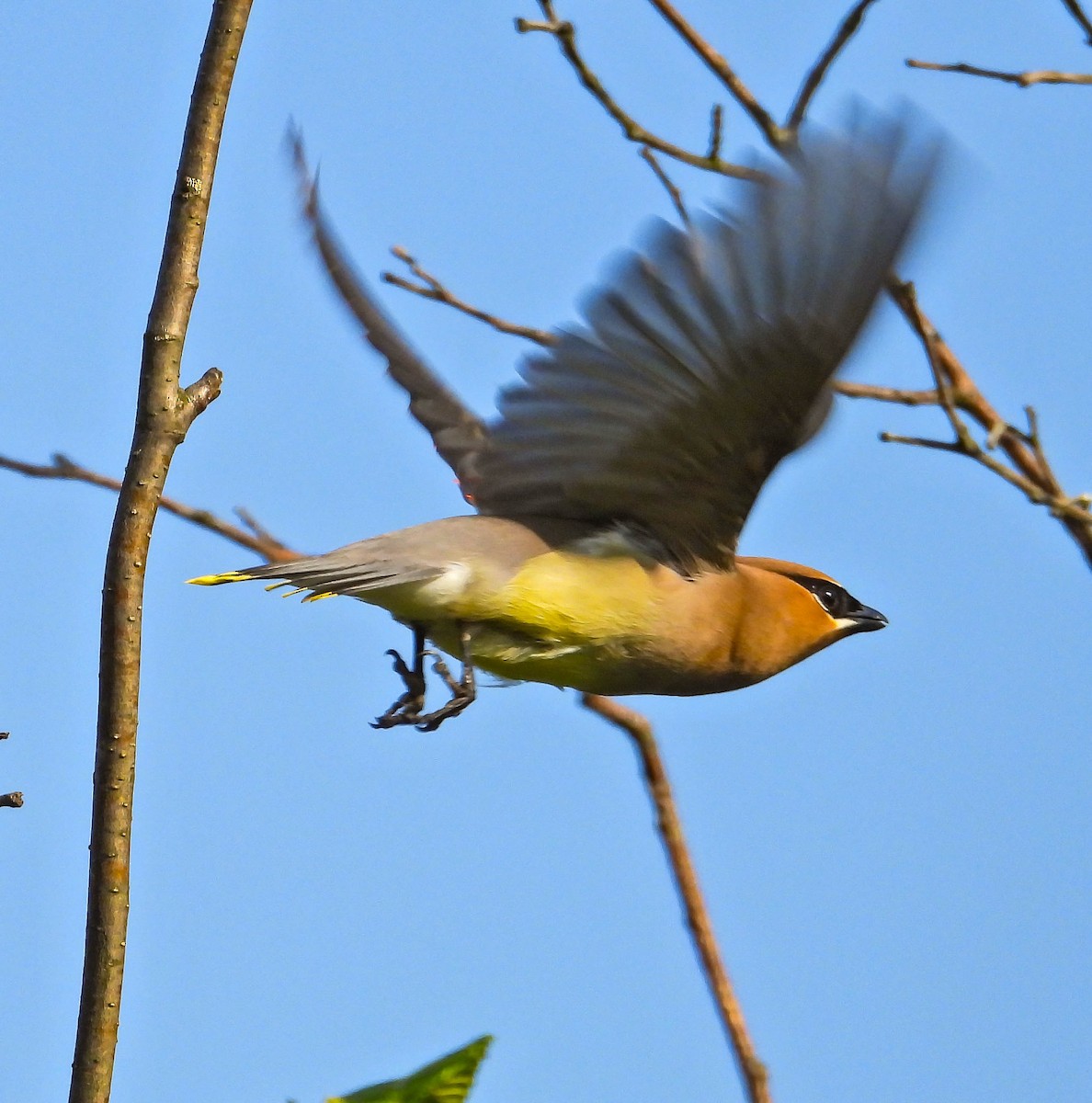 Cedar Waxwing - ML638486422