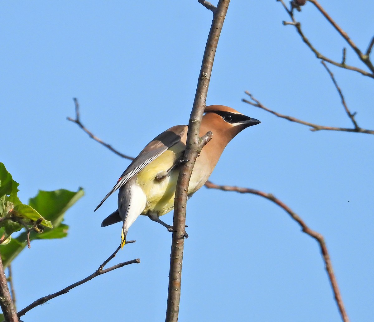 Cedar Waxwing - ML638486423