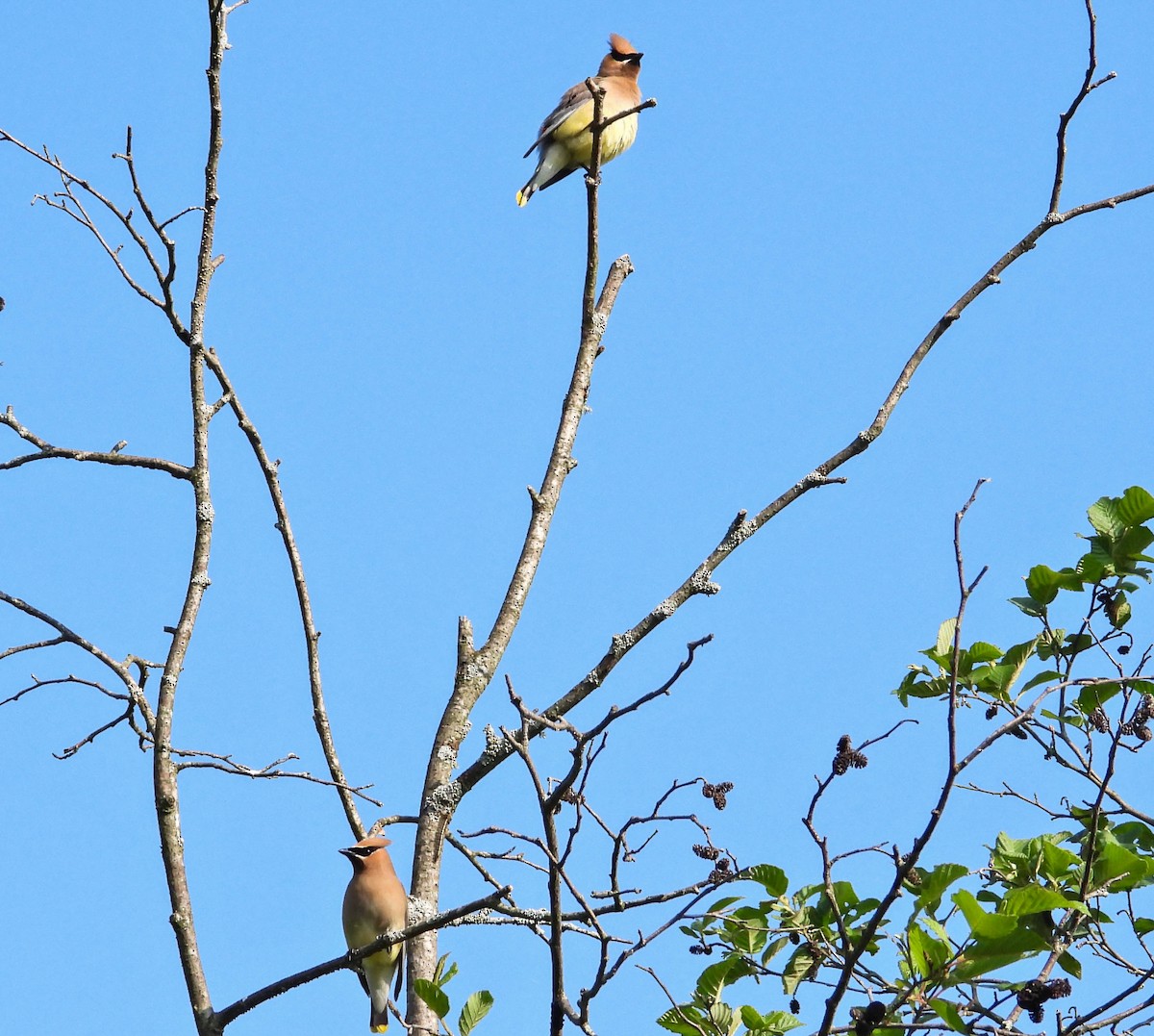 Cedar Waxwing - ML638486424