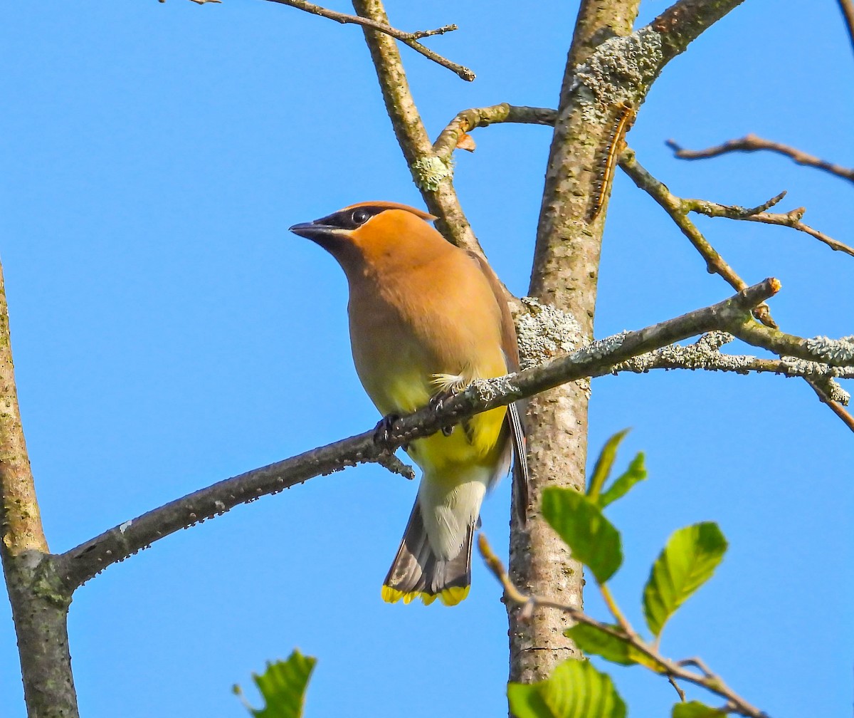 Cedar Waxwing - ML638486425