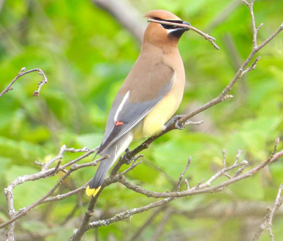 Cedar Waxwing - ML638486426