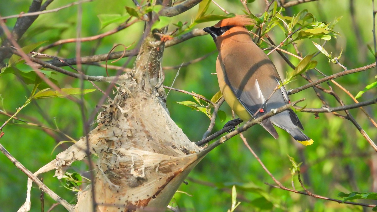Cedar Waxwing - ML638486427
