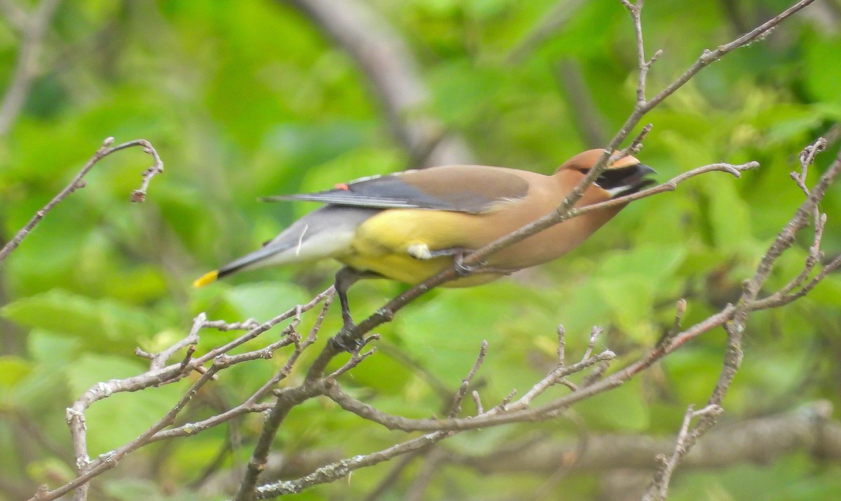 Cedar Waxwing - ML638486429