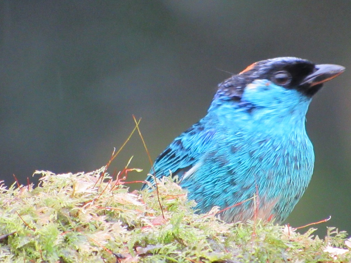 Golden-naped Tanager - ML638486438