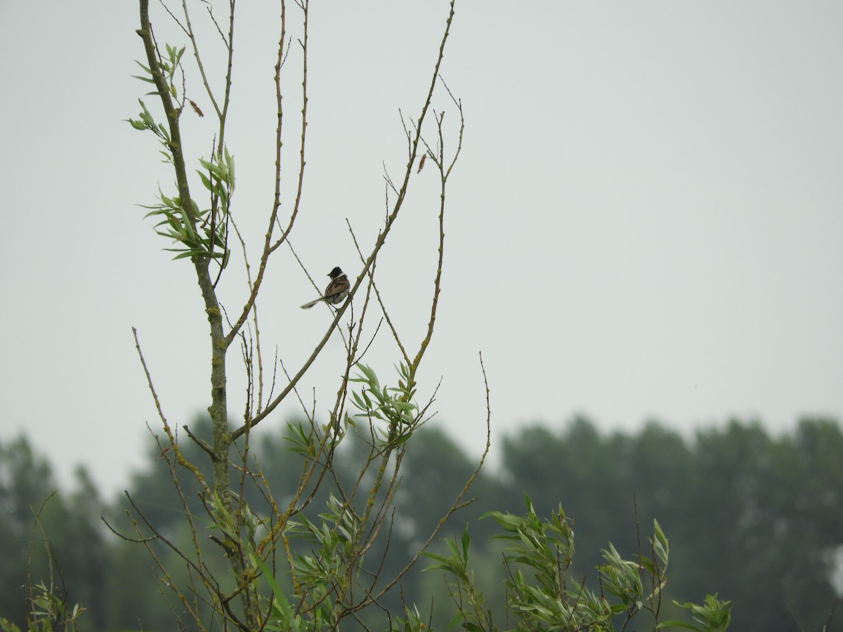 Reed Bunting - ML638486440