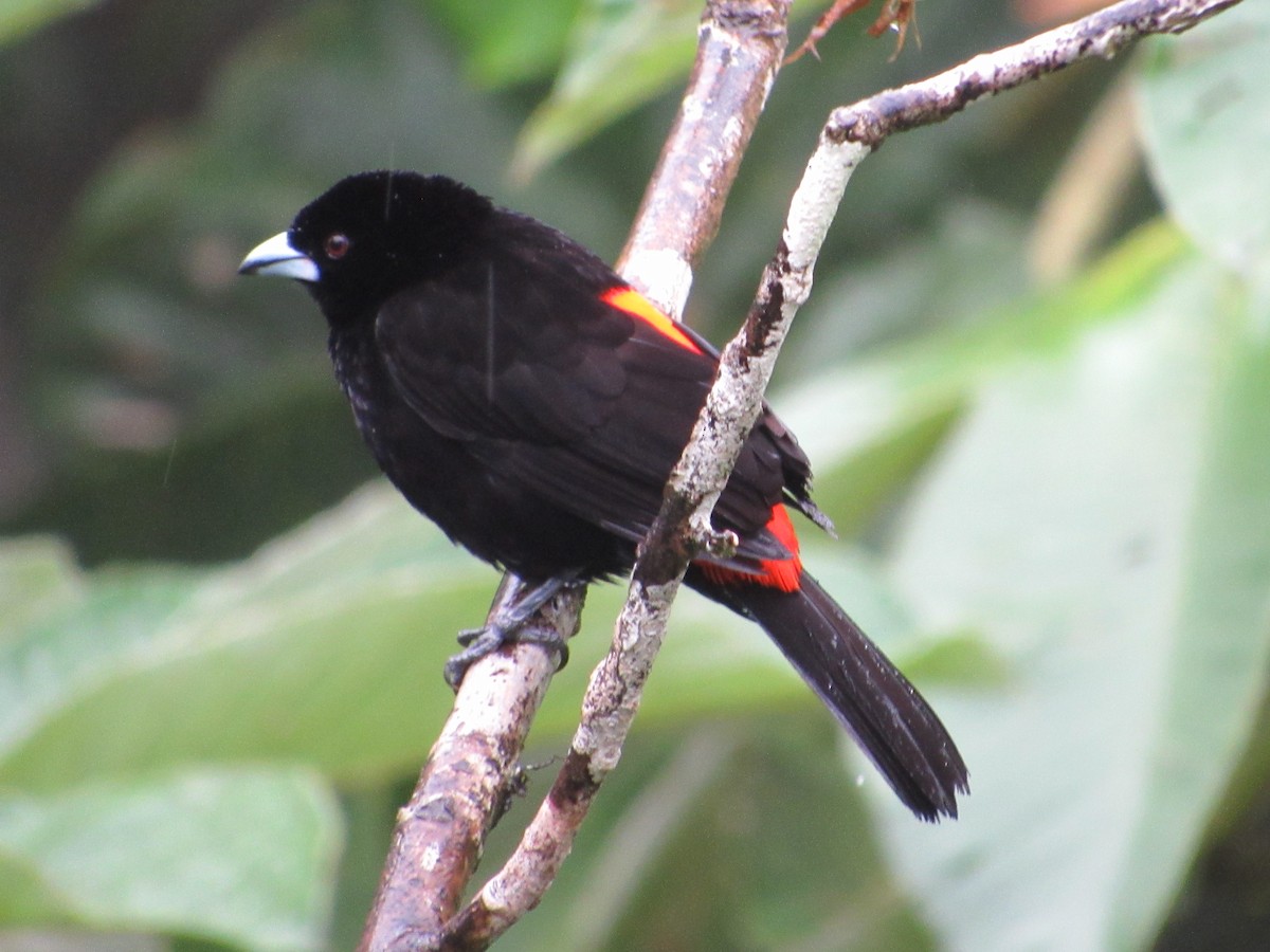 Flame-rumped Tanager (Flame-rumped) - ML638486450