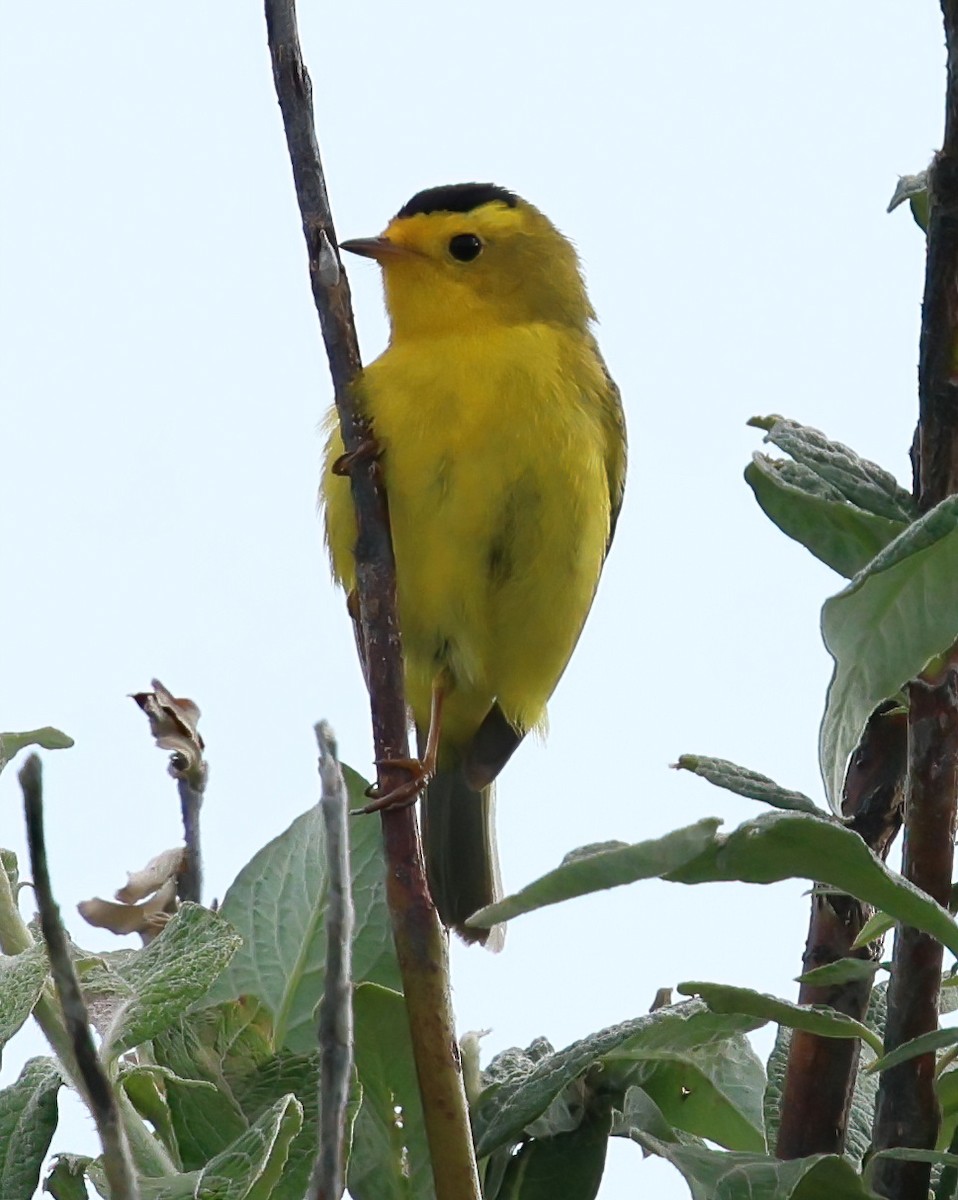 Wilson's Warbler - ML638486470