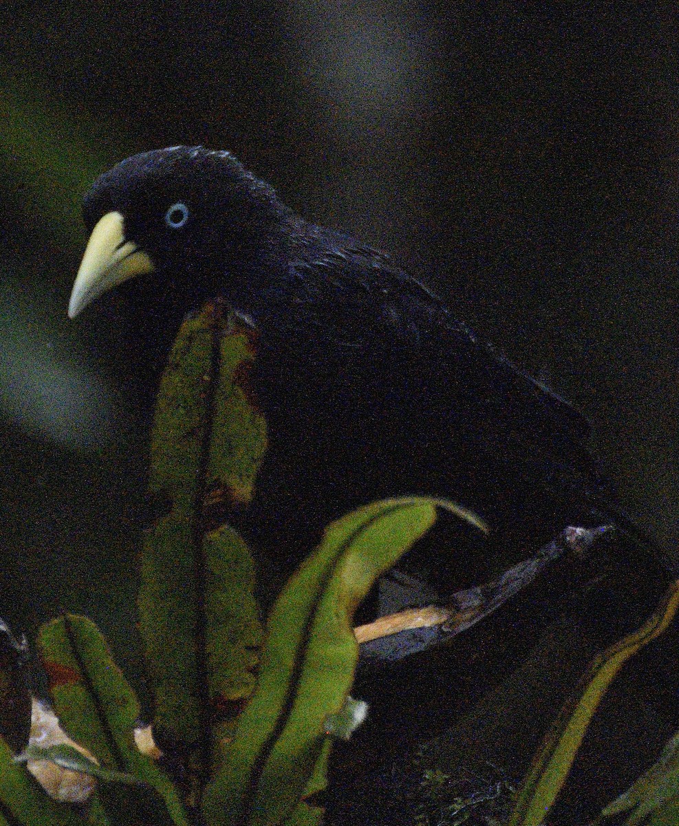 Scarlet-rumped Cacique - ML638486477