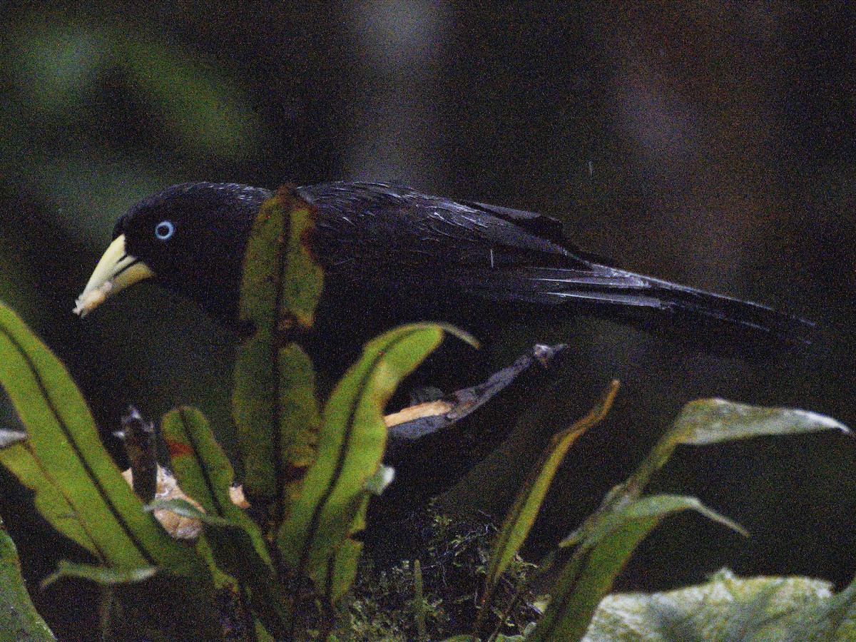 Scarlet-rumped Cacique - ML638486478