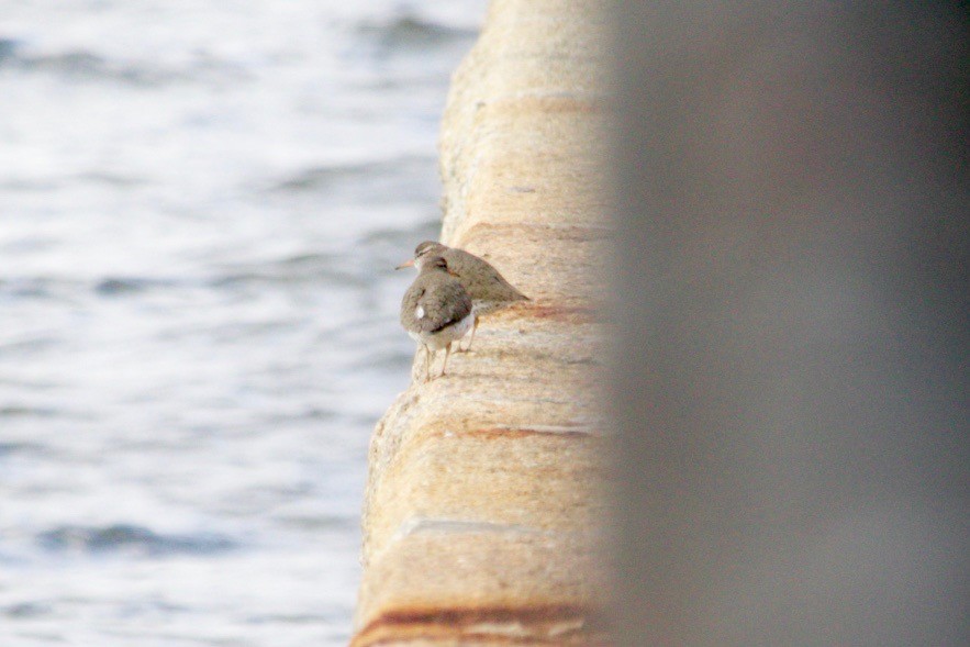 Spotted Sandpiper - ML638486479