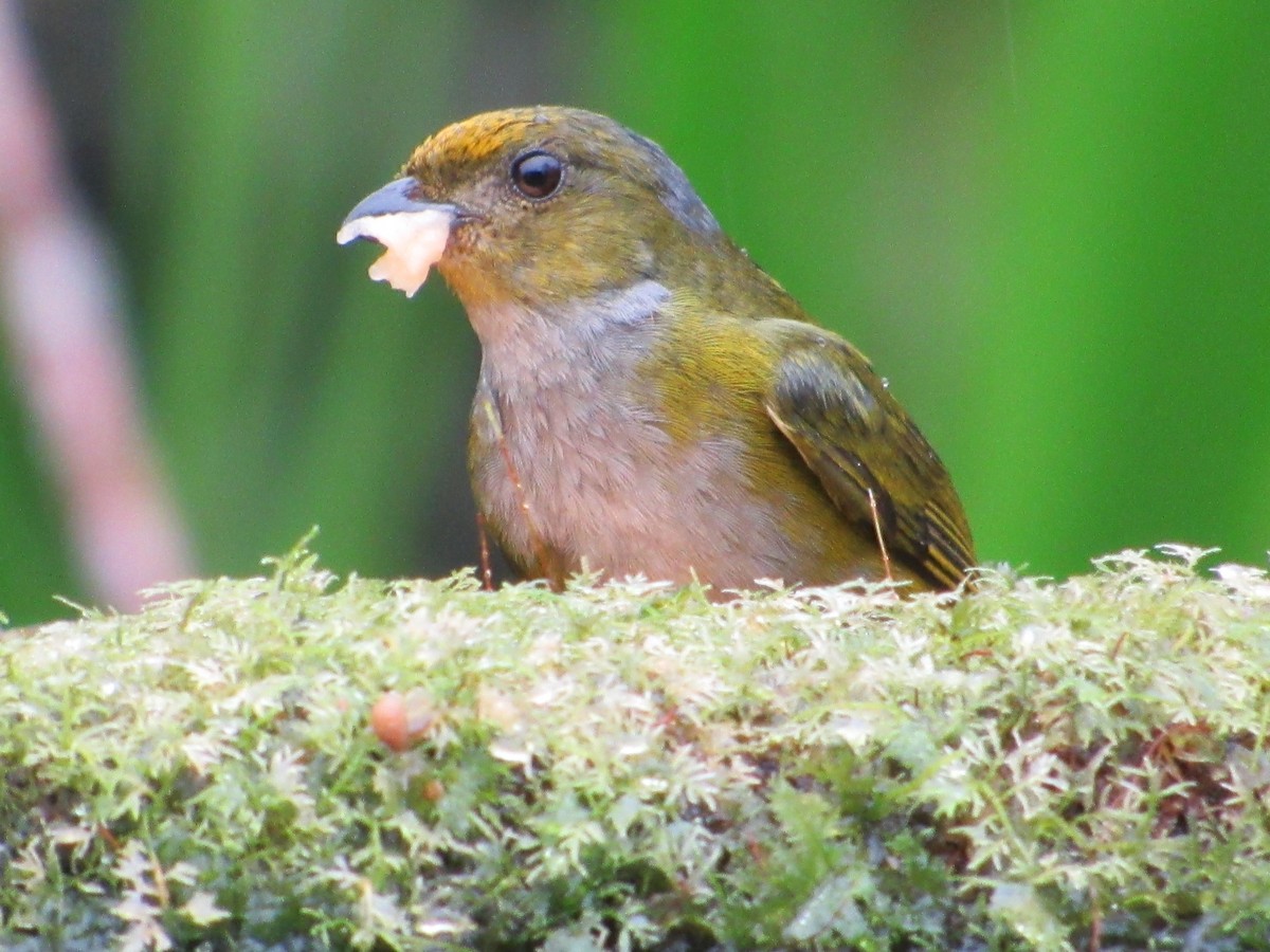 Orange-bellied Euphonia - ML638486487