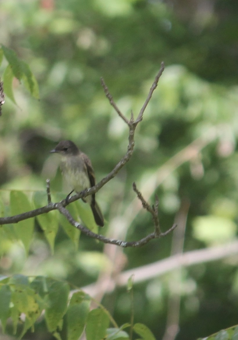 Eastern Phoebe - ML638486488