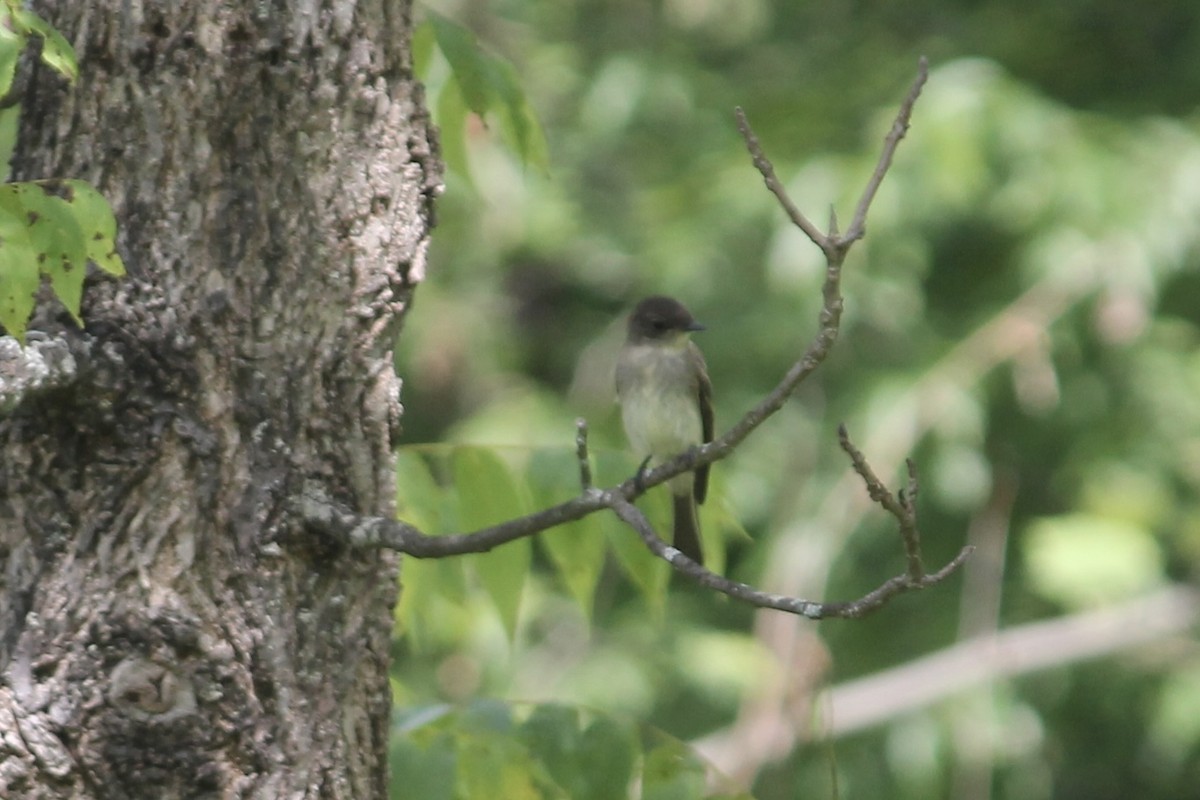 Eastern Phoebe - ML638486489
