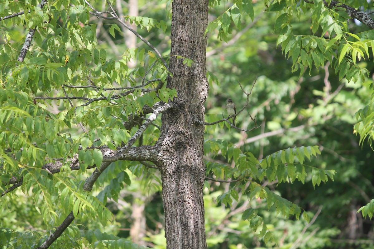 Eastern Phoebe - ML638486491