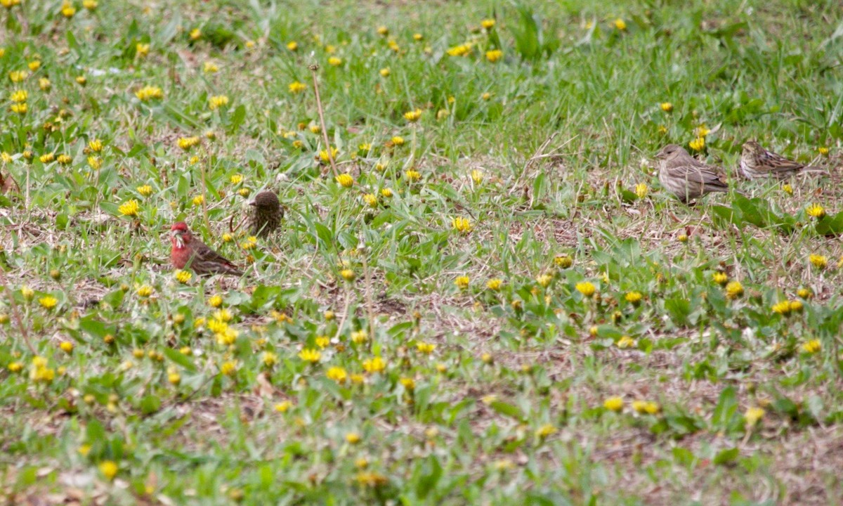 House Finch - ML638486509