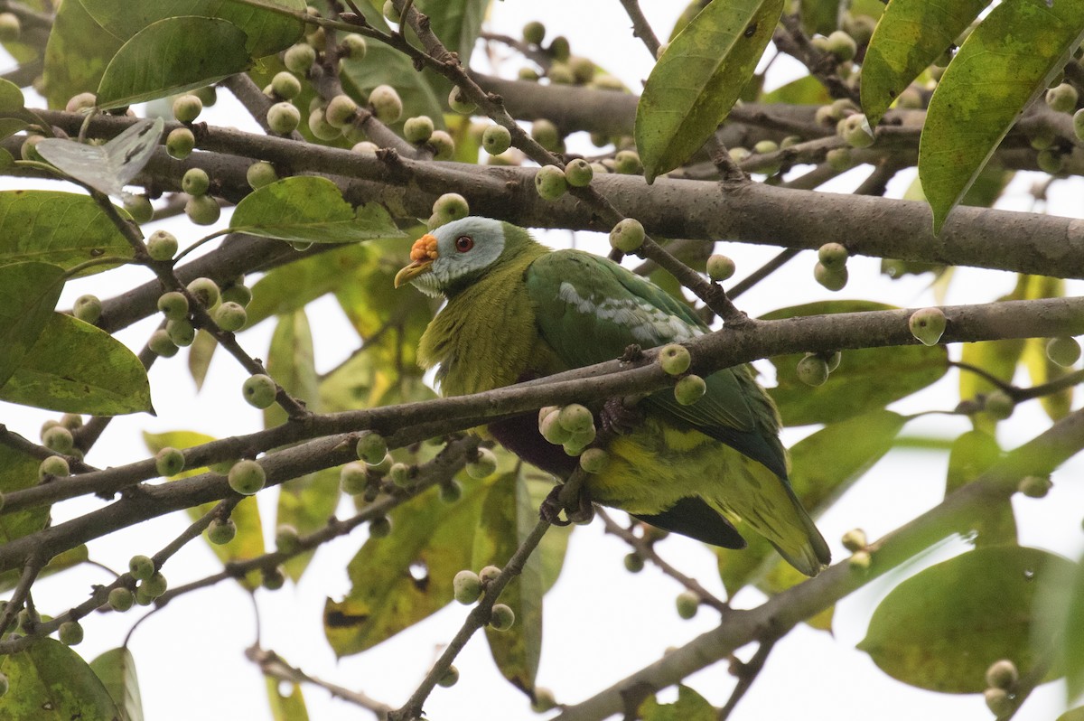 Carunculated Fruit-Dove - Ross Gallardy