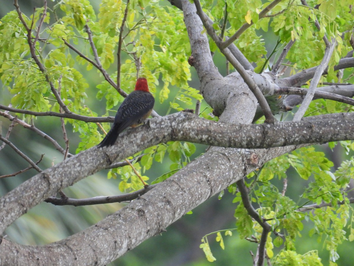 Jamaican Woodpecker - ML638486512
