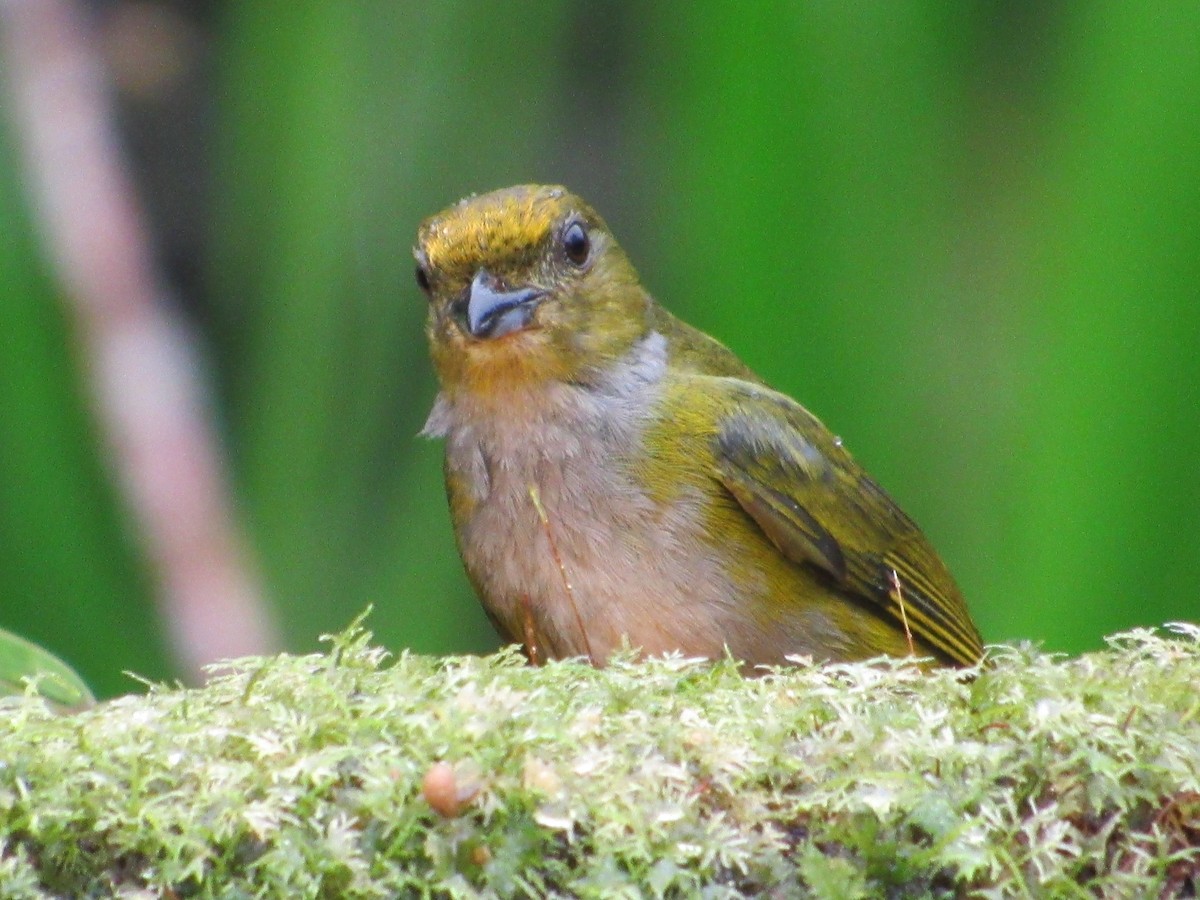 Orange-bellied Euphonia - ML638486516