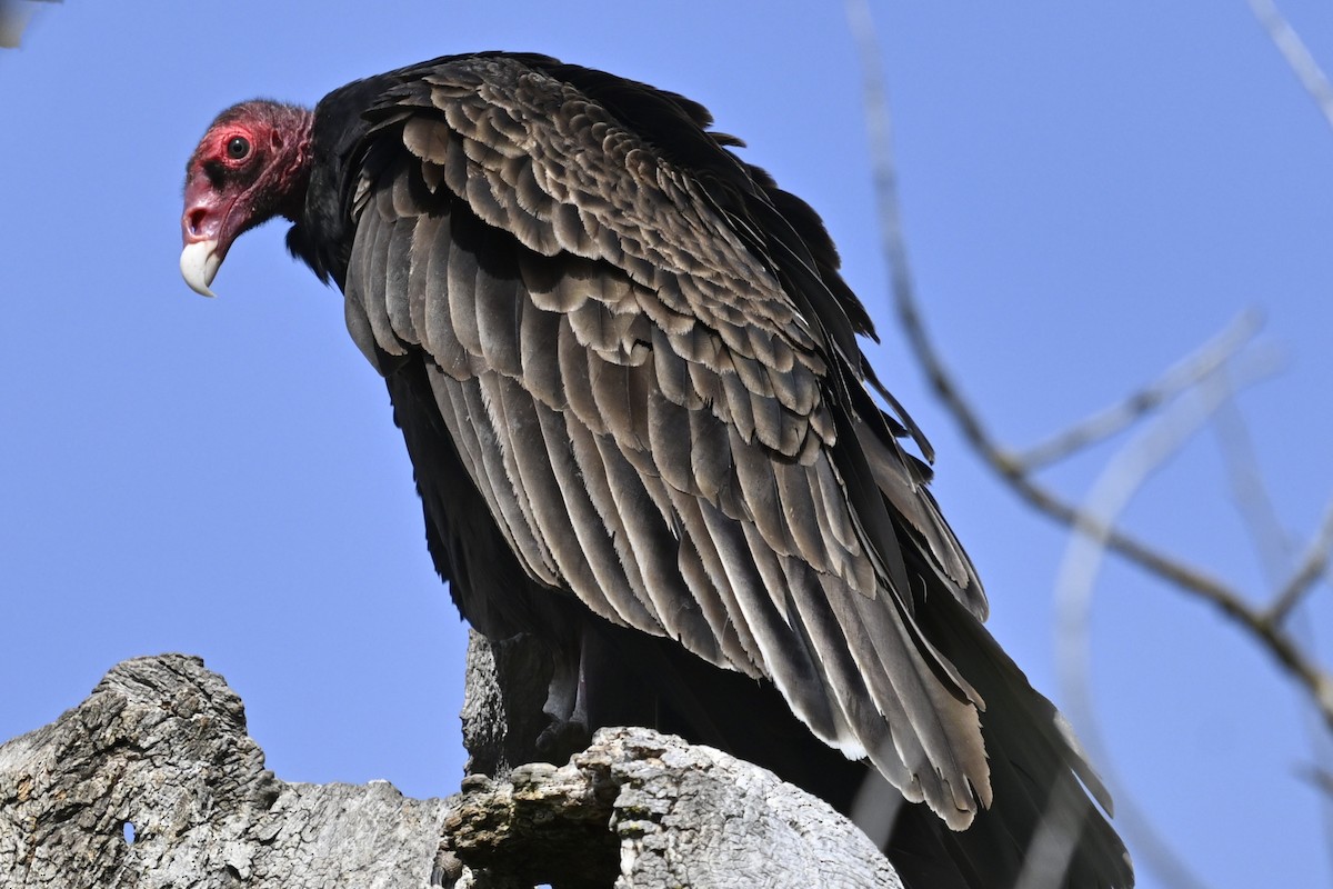 Turkey Vulture - ML638486519
