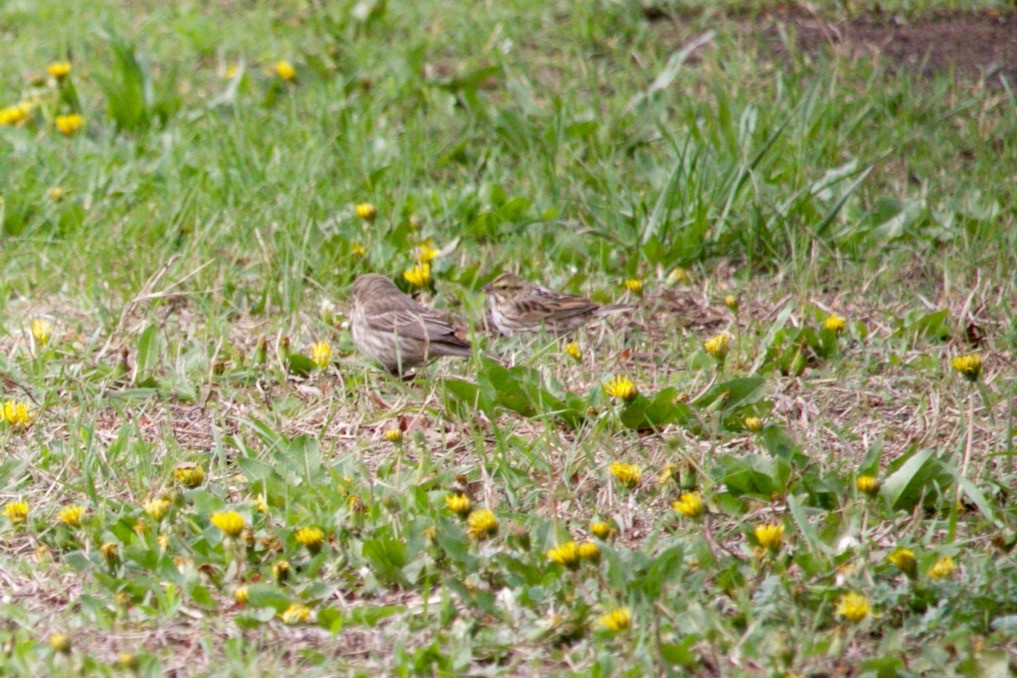 Savannah Sparrow - ML638486521