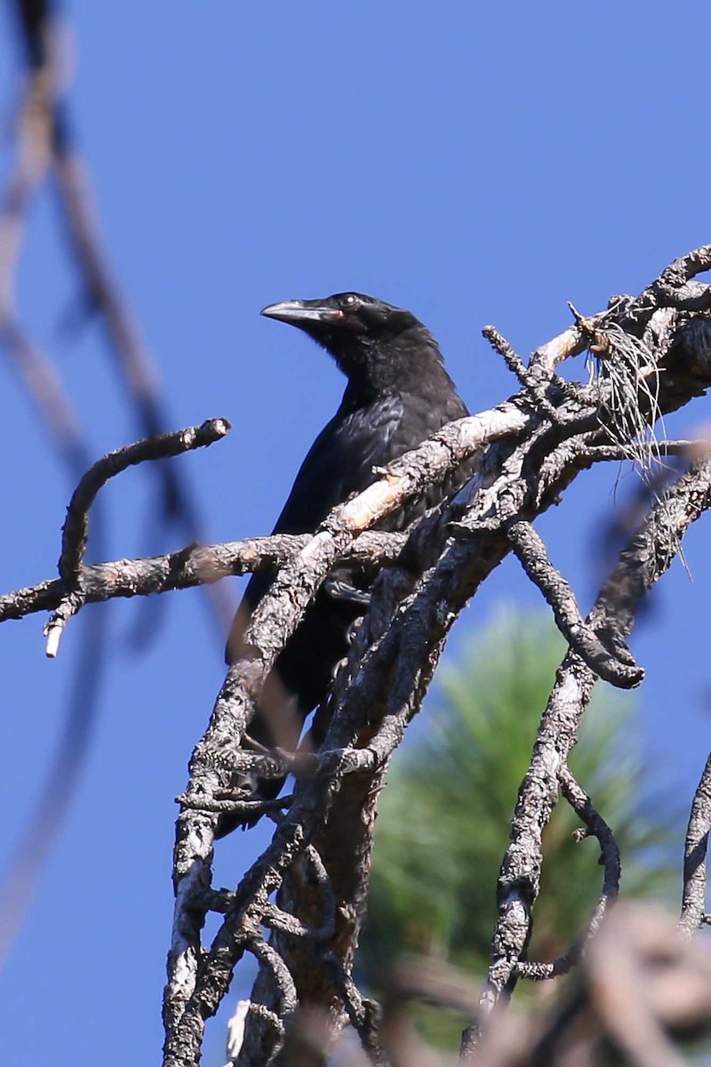 Common Raven - Patricia Clark