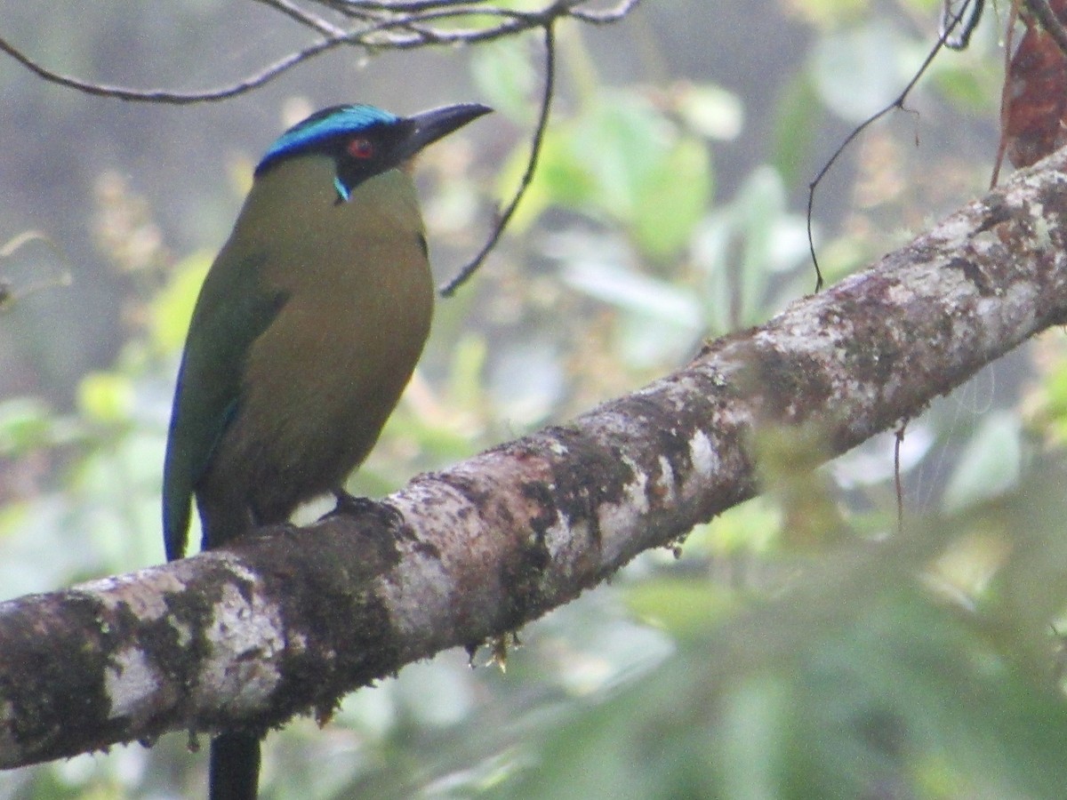 Andean Motmot - ML638486536