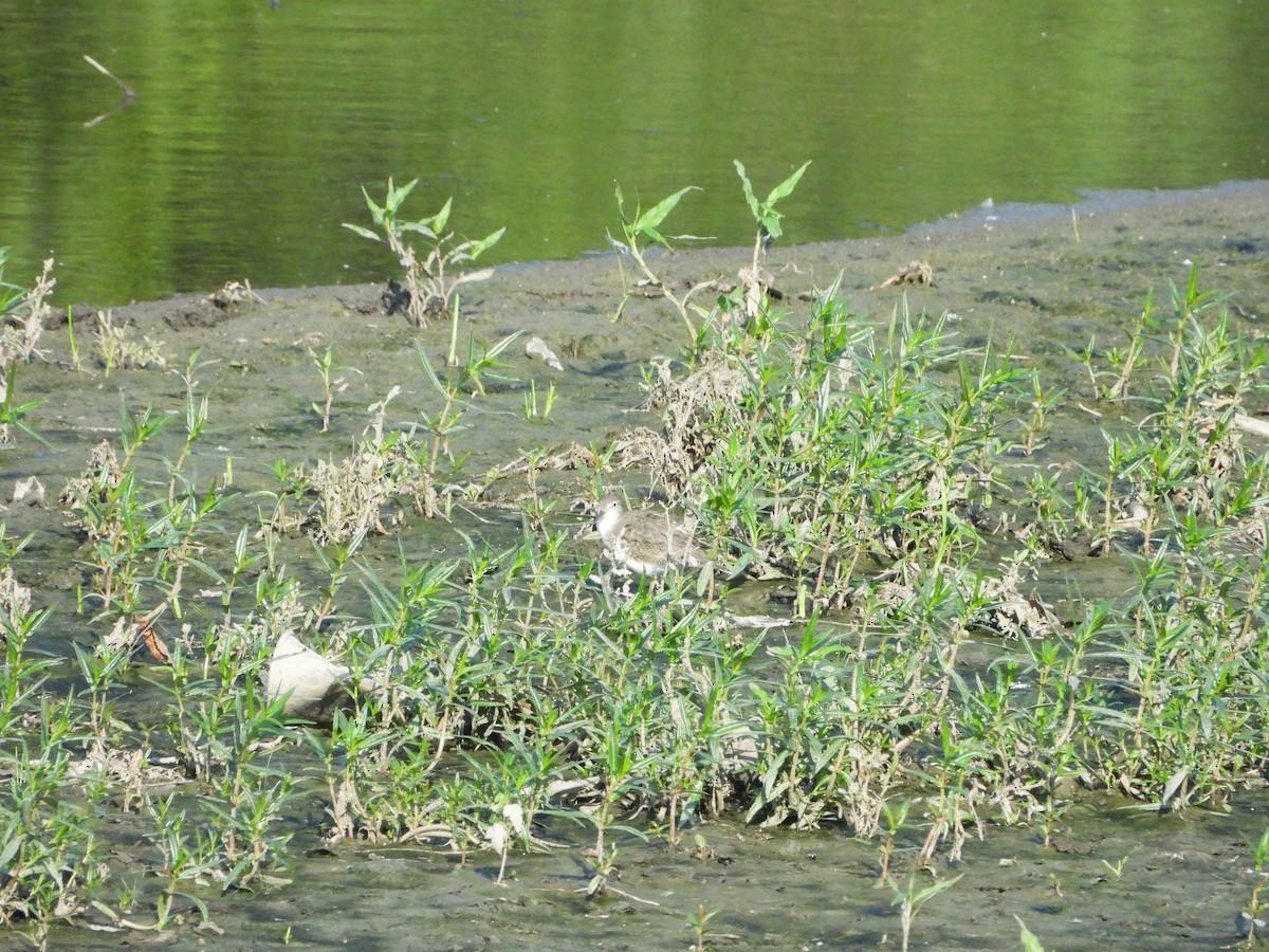 Spotted Sandpiper - ML638486538