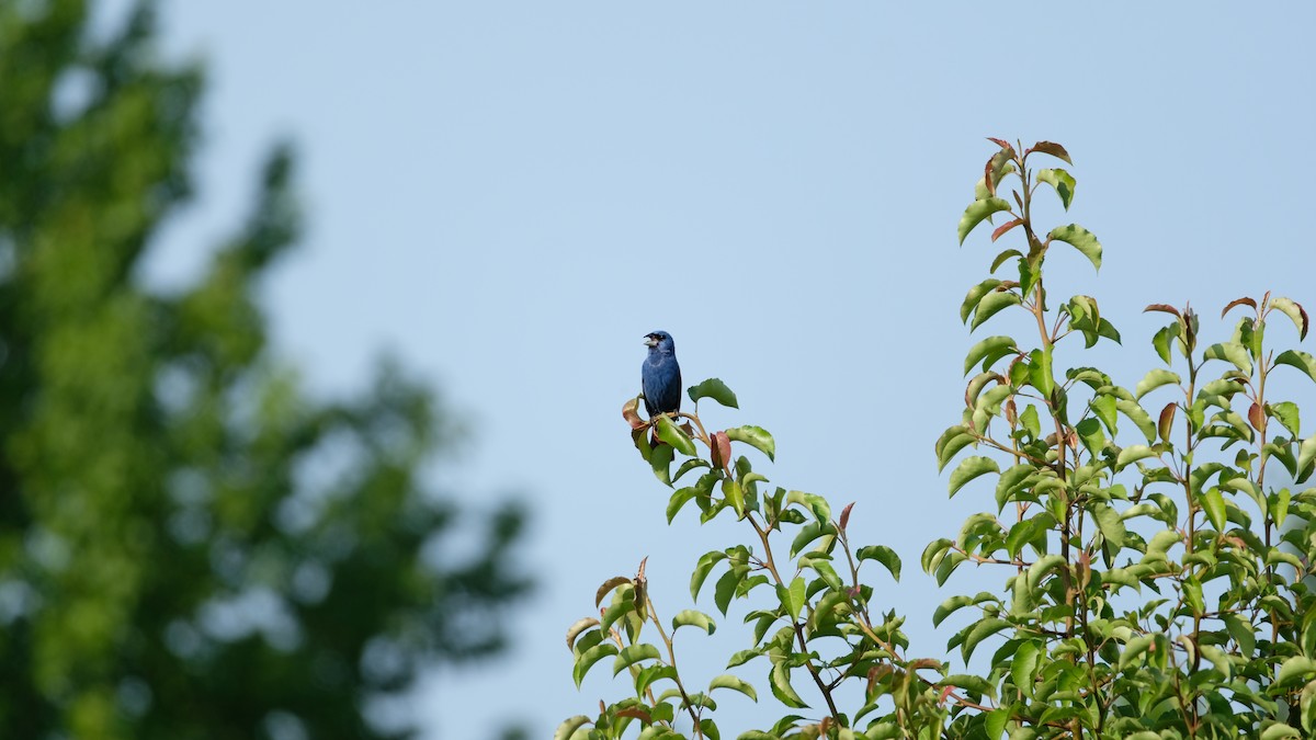 Blue Grosbeak - ML638486539