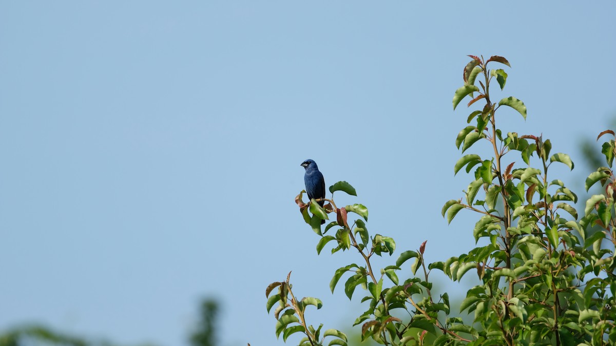 Blue Grosbeak - ML638486540