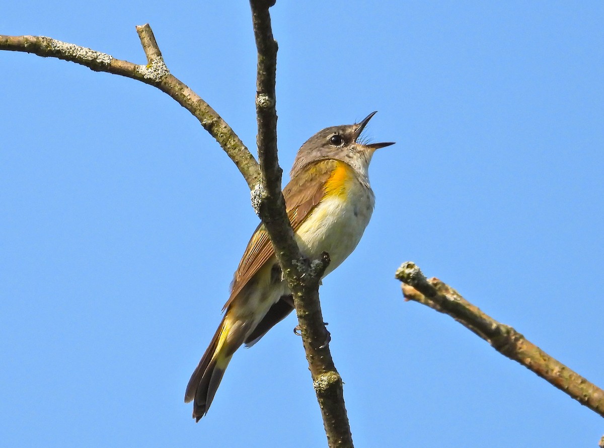 סבכון חכלילי - ML638486544