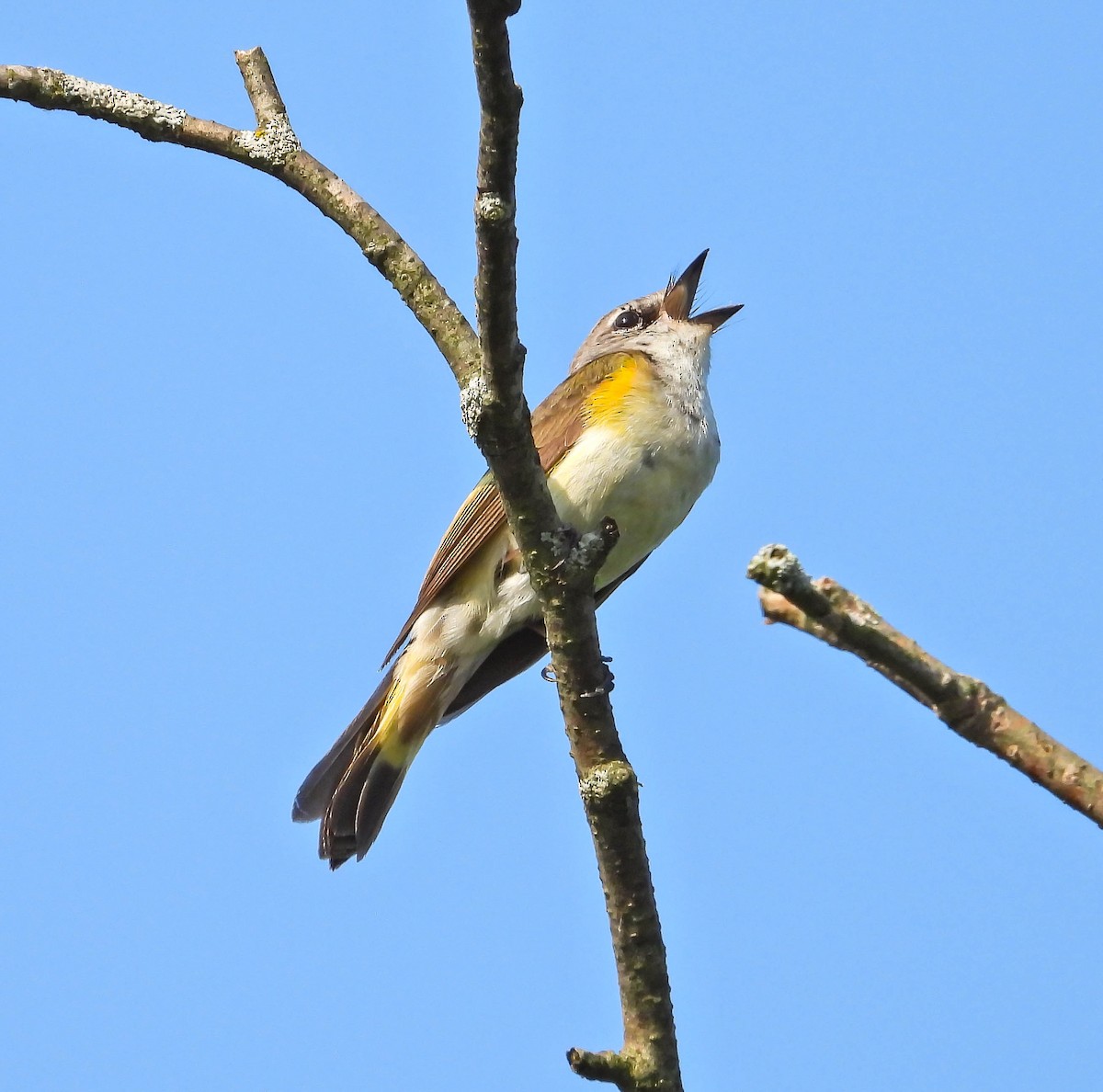 סבכון חכלילי - ML638486545