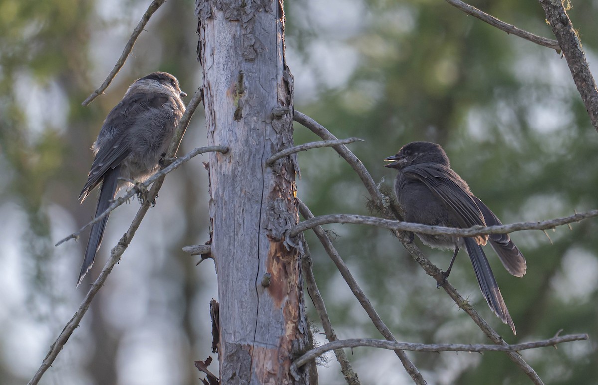 Canada Jay - ML638486548