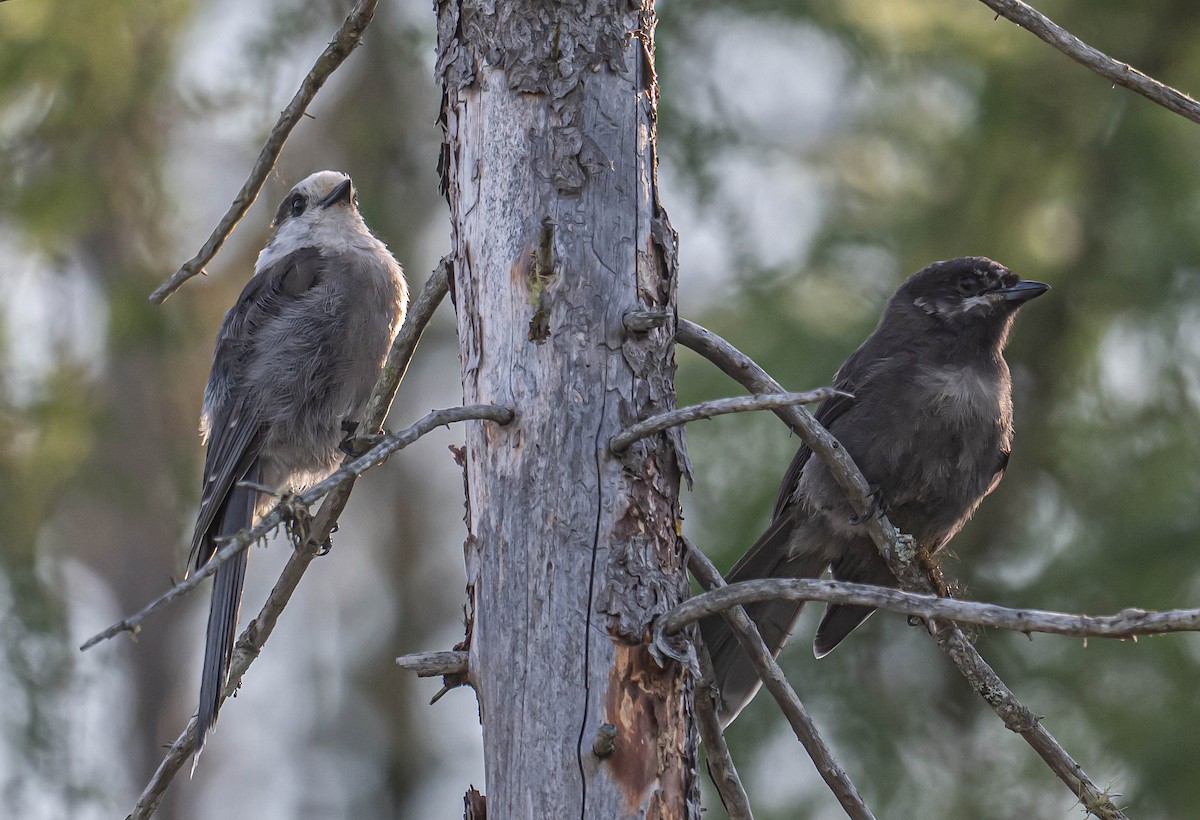 Canada Jay - ML638486549
