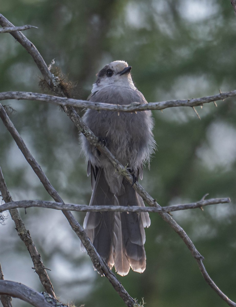 Canada Jay - ML638486550