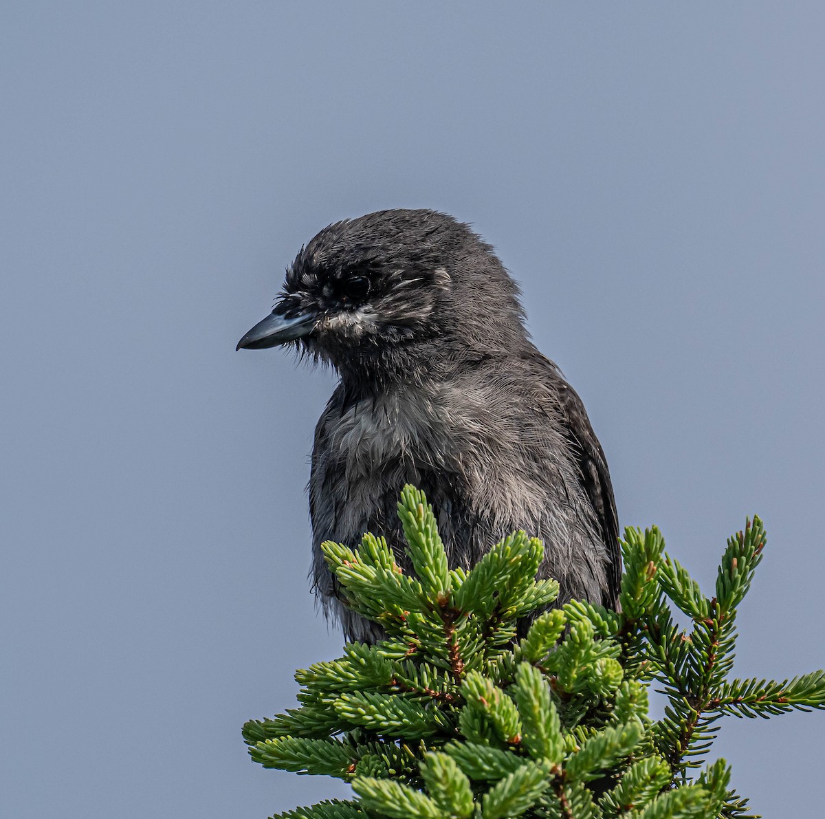 Canada Jay - ML638486551