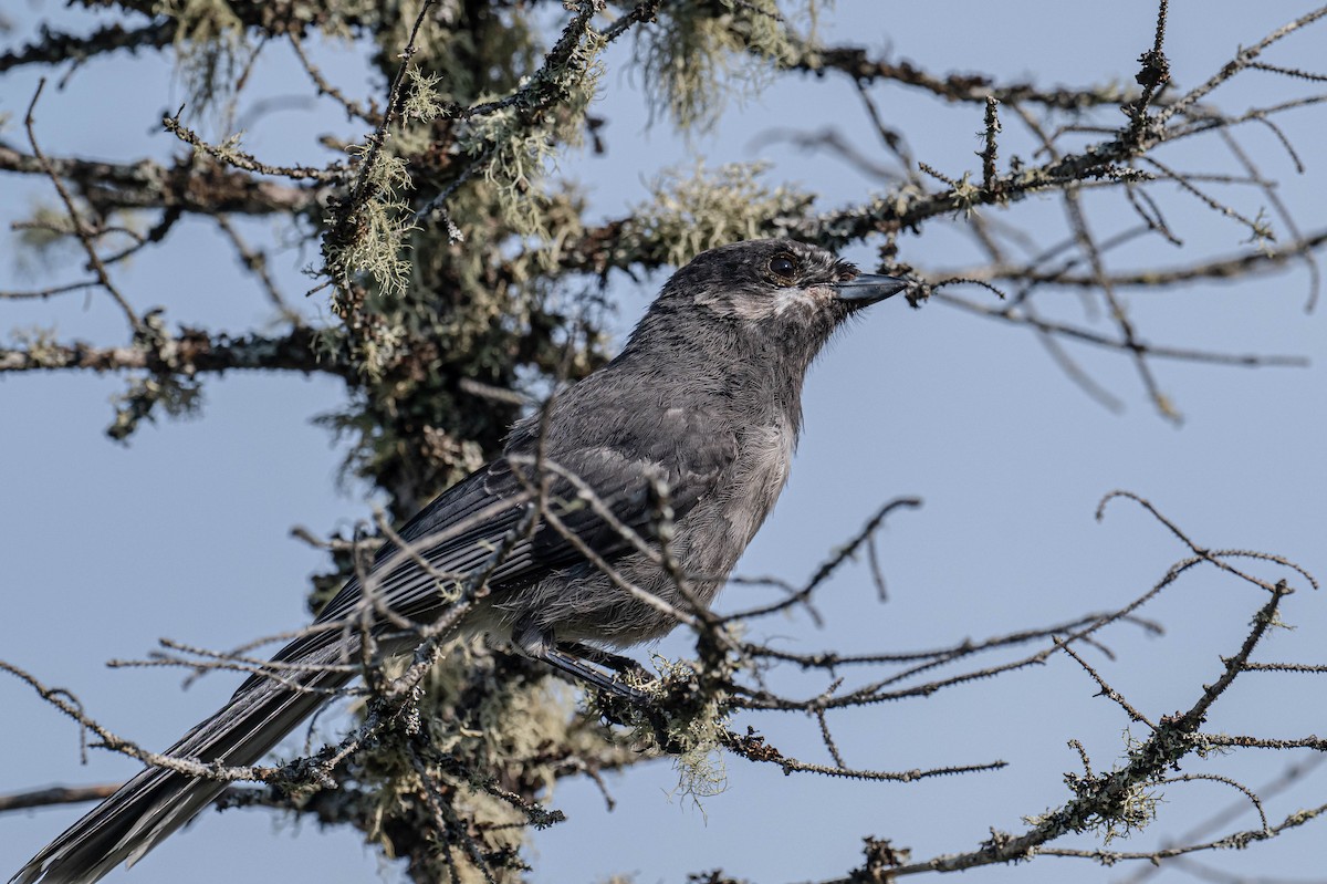 Canada Jay - ML638486552