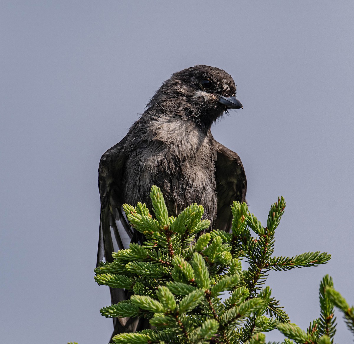 Canada Jay - ML638486553