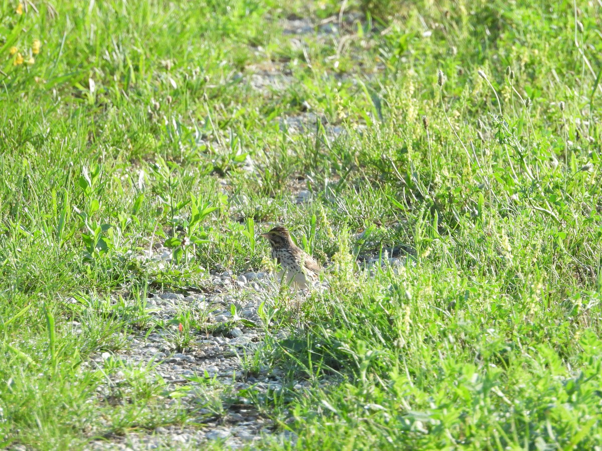 Savannah Sparrow (Savannah) - ML638486555