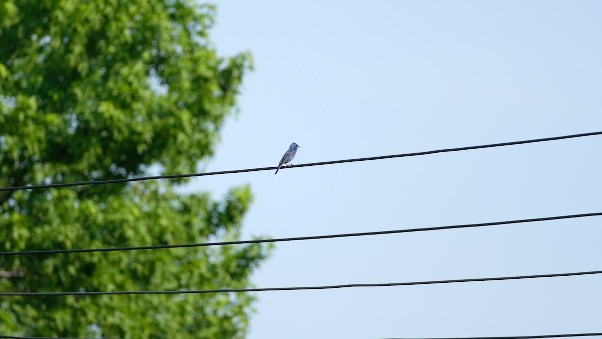 Blue Grosbeak - ML638486566