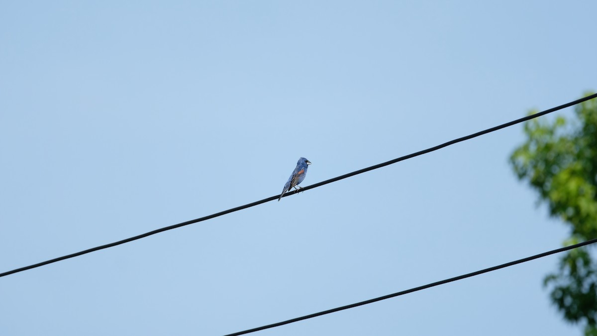 Blue Grosbeak - ML638486569