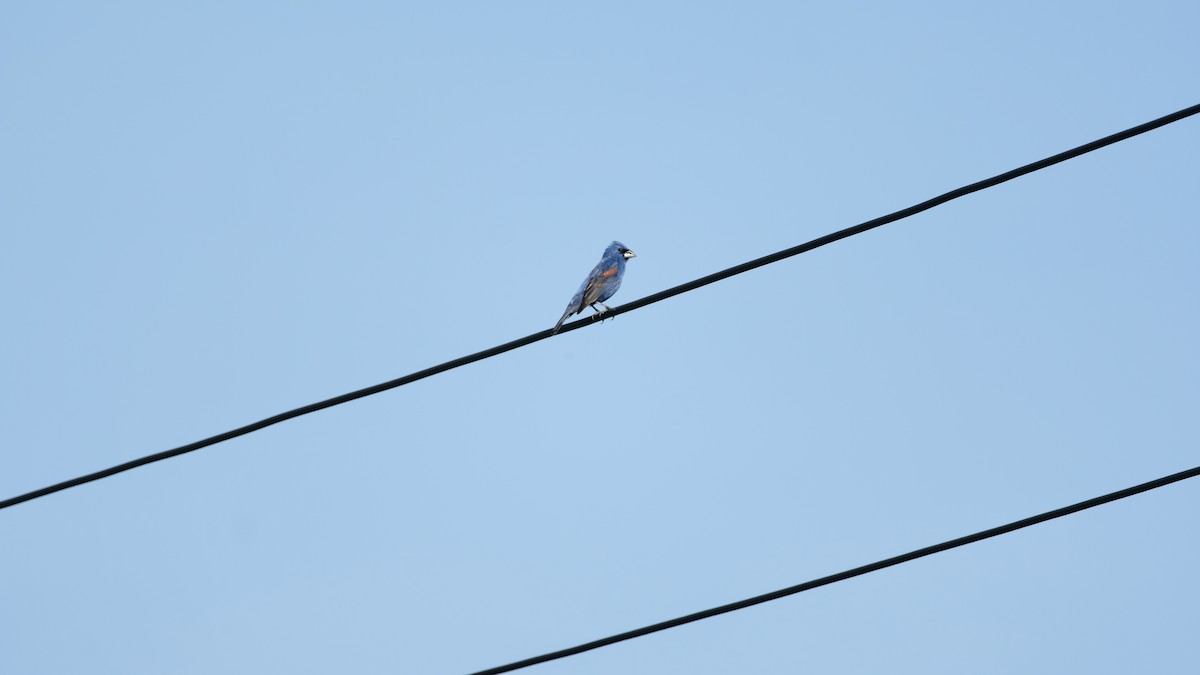 Blue Grosbeak - ML638486570