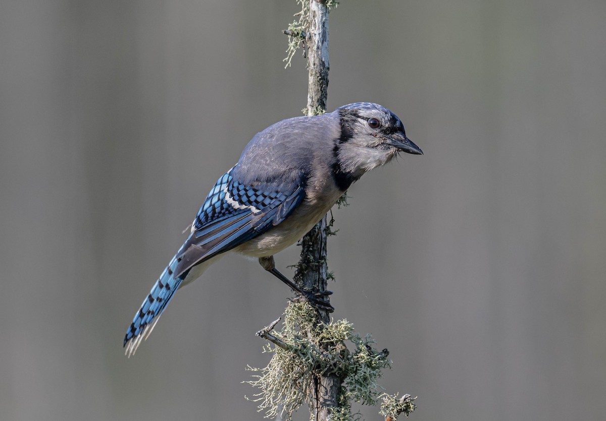 Blue Jay - ML638486573