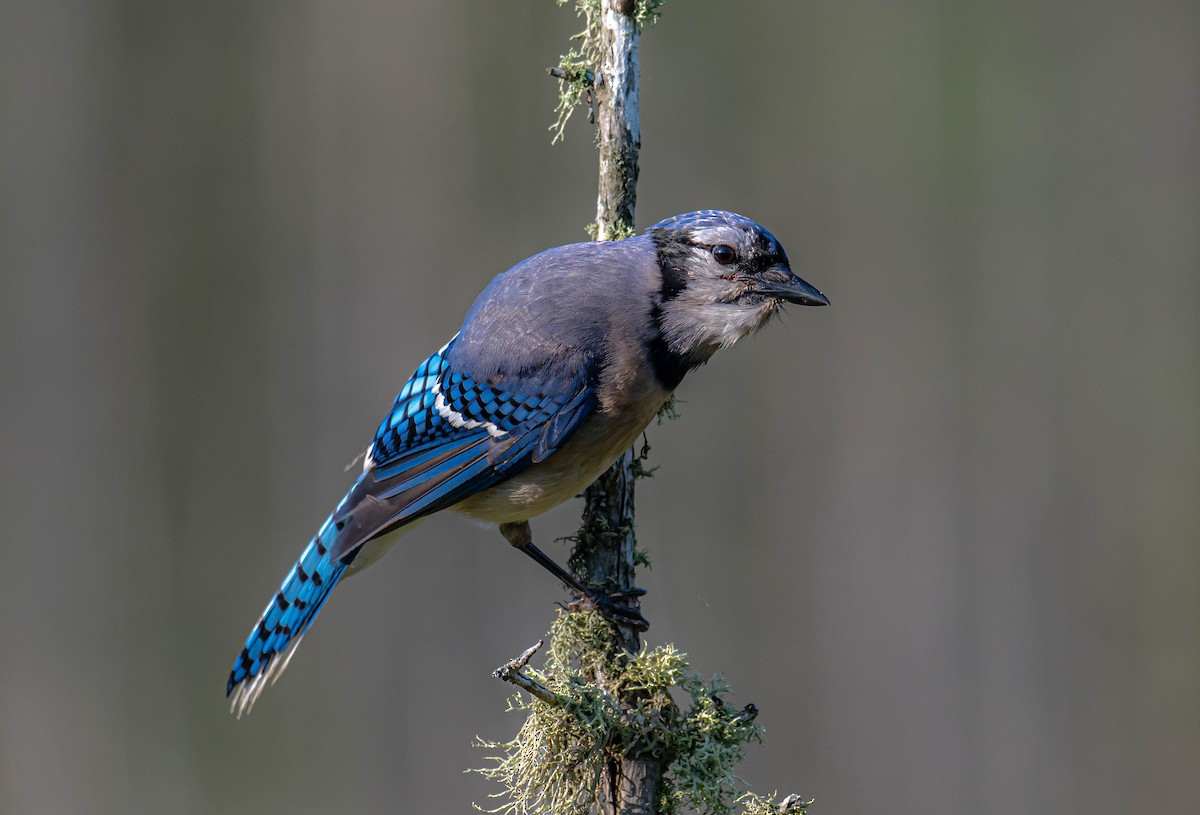 Blue Jay - ML638486574