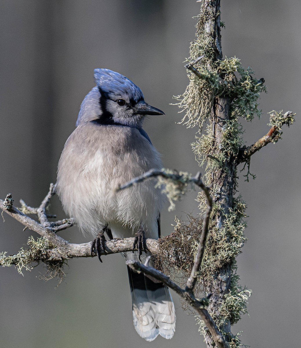 Blue Jay - ML638486575